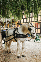 Koń pociągowy w skansenie w Aarhus, dania © neskama