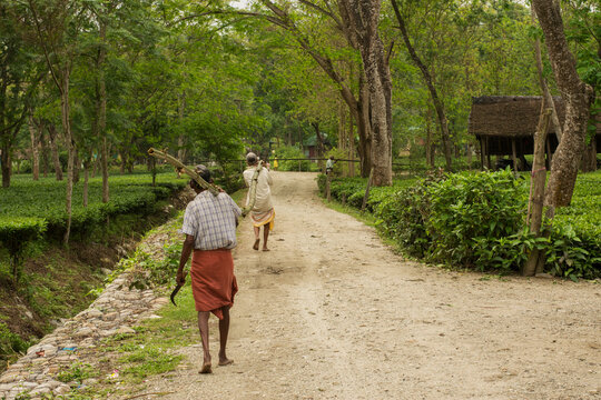 A beautiful village road and beautiful tea garden both side and two villagers going with bamboo on their solder.
