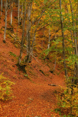 Fototapeta premium Autumn Serenity: Majestic Beech Forest Amidst Mountainous Terrain