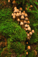 Tiny Mushrooms Flourishing Amidst Lush Green Moss