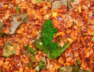 Nature's Autumn background: Leaves, Stones, and Moss Creating a Serene Backdrop