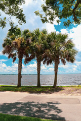 palm trees at the waterfront
