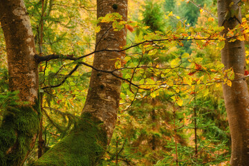 Autumn's Golden Embrace: A Breathtaking Tapestry of Beech Forest Splendor
