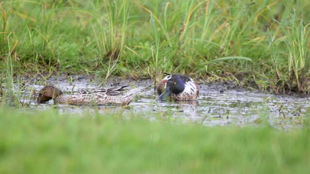 Northern shoveler (Spatula clypeata), Foraging in a wet meadow, Hude, Lower Saxony, Germany, Europe