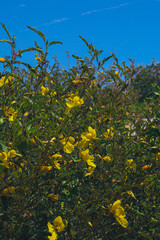 yellow flowers at the beach