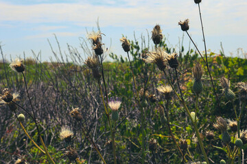 thistle in the wind