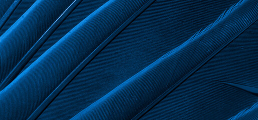 blue feather pigeon macro photo. texture or background