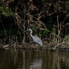 Great blue heron
