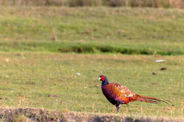 Common pheasant (Phasianus colchicus) on the salt marshes on Juist, East Frisian Islands, Germany.