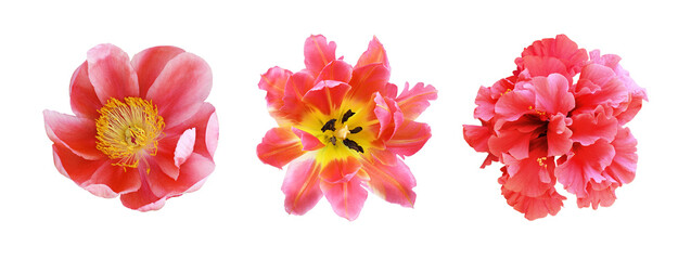 Set of different red flowers (hibiscus; tulip; peony) isolated on white or transparent background....