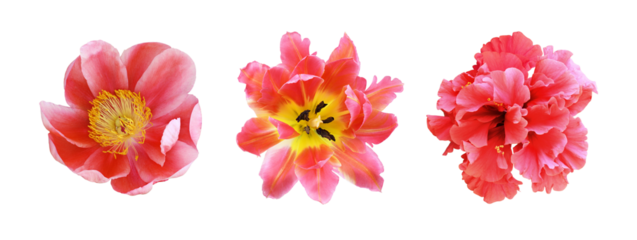Set of different red flowers (hibiscus; tulip; peony) isolated on white or transparent background. Top view.