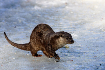 Eurasian otter (Lutra lutra) in the snow in the Bavarian Forest National Park, Bavaria, Germany.