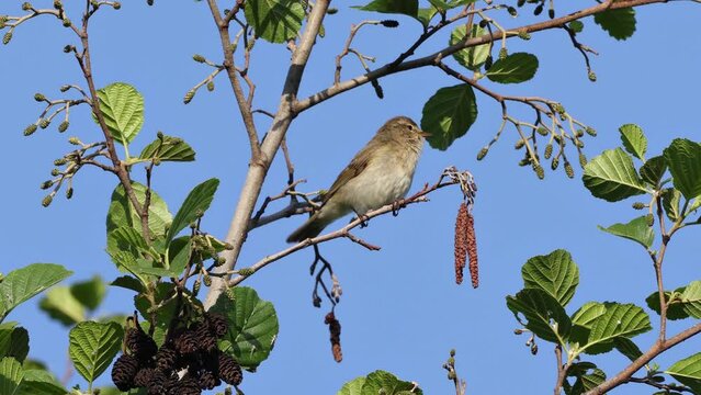 Common Chiffchaff (Phylloscopus collybita), Germany, Europe