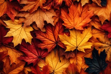 Naklejka na ściany i meble autumn red and yellow maple leaves background
