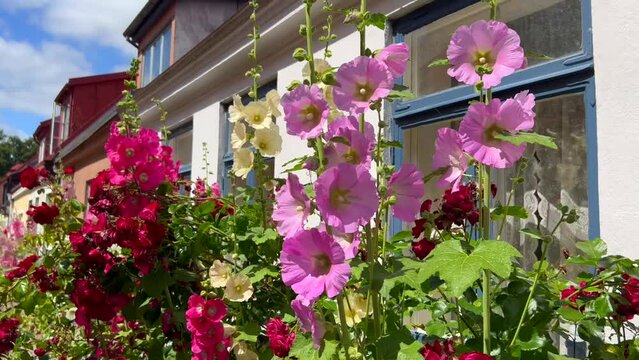 Hollyhocks (Alcea rosea) at houses in a small street in the idyllic downtown of Ystad, Scania, Sweden, Scandinavia, Europe