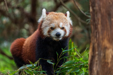 Fototapeta premium Portrait ofbRed Panda eating bamboo leaves