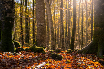 La Fageda d´en Jorda, beech forest during autumn in the province of Girona in Catalonia Spain