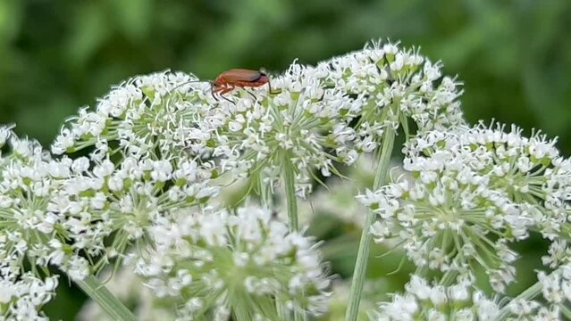 Cow parsley (Anthriscus sylvestris) with soldier beetles (Cantharidae) in Ystad, Scania, Sweden, Scandinavia, Europe