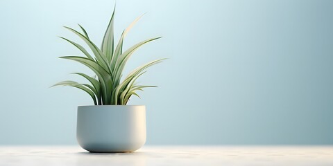 Fototapeta na wymiar White background, a plant in a pot