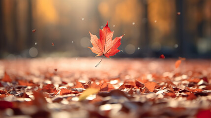 Amid the autumnal ambiance of the park, a crimson maple leaf gracefully descends, capturing the essence of the season's gentle transition. A red maple leaf fallen from the tree. - obrazy, fototapety, plakaty