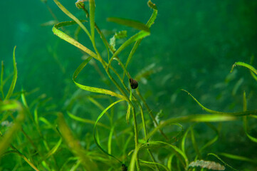 Ram's Horn snail Planorbella trivolvis freshwater air-breathing snail 