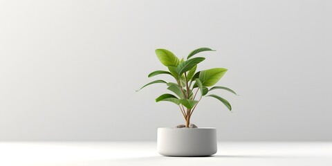 White background, a plant in a pot