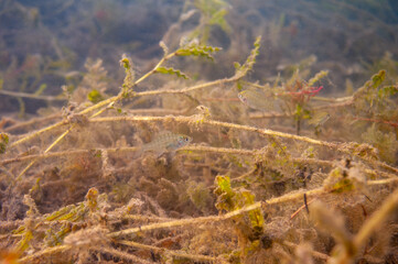 Multiple juvenile Dollar Sunfish in their natural environment in an inland lake.