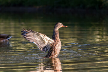 mallard duck flapping its wings on the surface of a pond