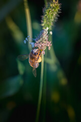 bee gathering pollen from a flower