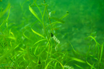 Ram's Horn snail Planorbella trivolvis freshwater air-breathing snail 