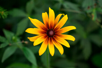 Yellow flower (rudbeckia) on a natural green background.