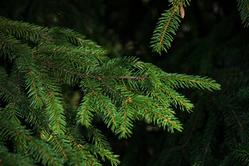 Christmas fir tree branches Background. Copy space. Christmas tree in the forest.