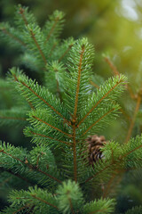Bright background of spruce branches.