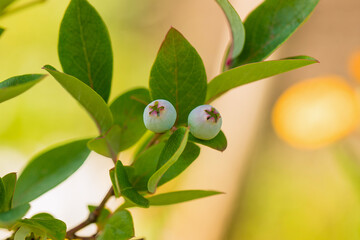 Blueberry berries on a green background in the garden.