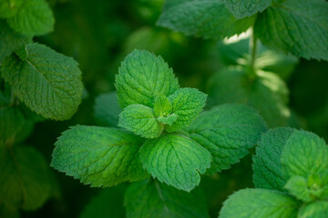 Fresh mint on natural background.