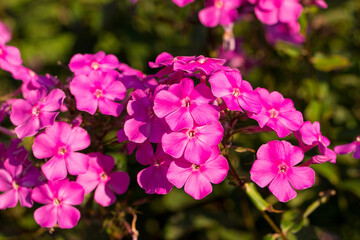 Pink phlox flowers growing in the garden.