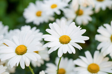 Chamomile flowers in the meadow.