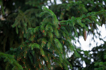 The branches of spruce with young cone.