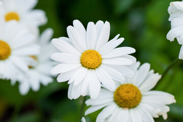 Chamomile flowers in the meadow.