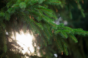 Branch of coniferous tree against blurred background.