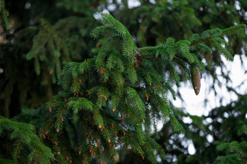 The branches of spruce with young cone.