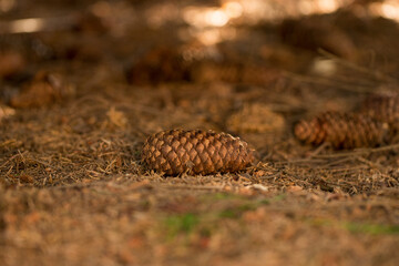 Pine cone on forest floor close up.