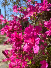pink flowers
