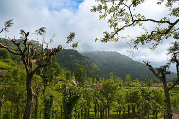 trees in the mountains