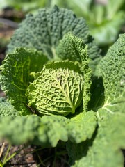 cabbage in the garden