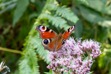 European Common Peacock butterfly (Aglais io, Inachis io) feeding on Summer Lilac flower
