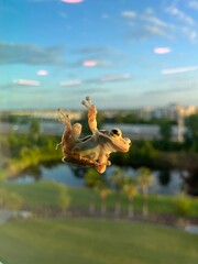 frog on the window