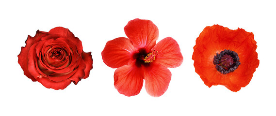 Set of different red flowers (hibiscus; rose; poppy) isolated on white or transparent background. Top view.