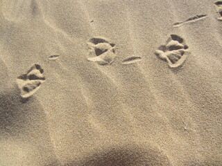 seagull footprints in sand on beach
