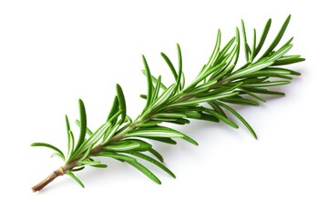 Fototapeta premium Green rosemary sprig on a white background